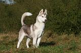 SIBERIAN HUSKY 796